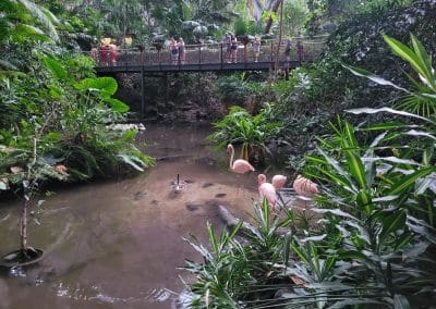 Tropical Islands deštný prales s pelikány